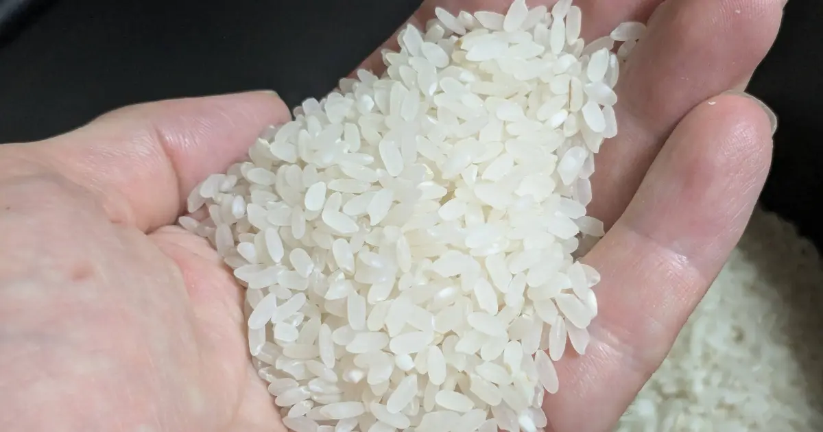 炊飯前のお米(カルローズ)